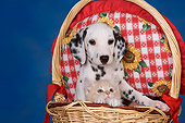 DOK 01 RK0533 01
Dalmatian Puppy Sitting In Basket With Orange Tabby Kitten Studio