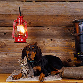 DOK 01 RS0004 01
Black And Tan Coonhound Puppy With Gray Kitten In Cabin By Hanging Light