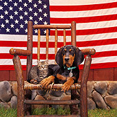 DOK 01 RS0016 03
Black And Tan Coonhound With Tabby Kitten On Rocking Chair American Flag Background