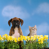 DOK 01 RS0021 01
Boxer Puppy With Tabby Kitten By Yellow Flowers Blue Sky