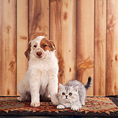 DOK 01 RS0024 01
Mixed Breed Puppy With Scottish Fold Kitten On Rug