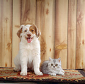 DOK 01 RS0024 04
Mixed Breed Puppy With Scottish Fold Kitten On Rug