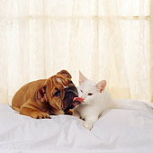 DOK 01 RS0027 01
Bulldog Licking White Kitten By Lace Curtain Window