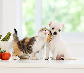 DOK 01 YT0002 01
Chihuahua Puppy And American Curl Kitten Standing On Kitchen Counter