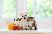 DOK 01 YT0003 01
Chihuahua Puppy And American Curl Kitten Sitting On Kitchen Counter