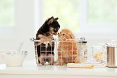 DOK 01 YT0004 01
Chihuahua Puppy And Scottish Fold Kitten Sitting In Basket On White Kitchen Counter