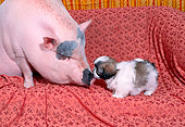 DOK 02 RC0001 01
Shih Tzu Puppy Sniffing Adult Pot-Bellied Pig Studio