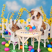 DOK 02 RS0004 03
English Bulldog And Rabbit At Table With Easter Eggs