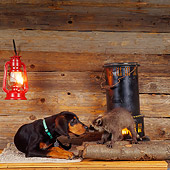 DOK 02 RS0006 02
Black And Tan Coonhound Puppy With Raccoon In Cabin