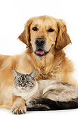 DOK 03 JD0001 01
Golden Retriever And Tabby Cat Laying On White Seamless