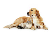 DOK 03 JD0002 01
Golden Retriever, Chihuahua And Tabby Cat Laying On White Seamless