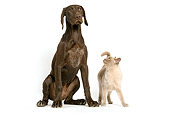 DOK 03 JE0001 01
German Shorthaired Pointer And Burmese Cat On White Seamless
