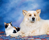 DOK 03 RK0021 08
Mixed Breed And Calico Cat Laying Together On Quilt Mottled Background