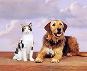 DOK 03 RK0032 05
Mixed Breed And Calico Cat Sitting Together Purple Sky Clouds Background