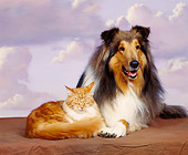 DOK 03 RK0038 10
Collie And Orange And White Cat Laying Together Purple Clouds Background