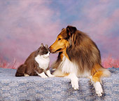 DOK 03 RK0041 03
Collie And Gray And White Cat Laying Together Mottled Background
