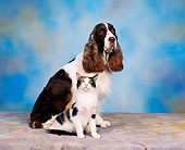 DOK 03 RK0044 03
English Springer Spaniel And Orange Cat Brown Mottled Background