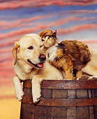 DOK 03 RK0055 02
Yellow Labradore Laying With Calico Cat Sitting On Barrel Sunset Background