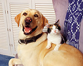 DOK 03 RK0063 03
Yellow Labrador Gulliver Sitting On Chair With Cat Laying On Top