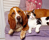 DOK 03 RK0069 07
Basset Hound And Calico Cat Laying Together On Chair