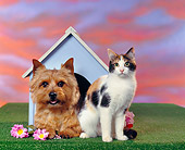 DOK 03 RK0075 02
Norwich Terrier And Calico Cat By Doghouse Sunset Background