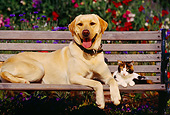 DOK 03 RK0080 03
Yellow Labrador Retriever Laying With Calico Cat On Wooden Bench By Flower Garden
