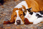DOK 03 RK0081 12
Basset Hound Chester And Calico Cat Laying On Rock Pavement By Flowers