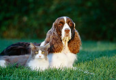 DOK 03 RK0089 09
Cocker Spaniel And Cat Laying On Grass