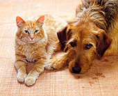DOK 03 RK0095 02
Mixed Breed and Domestic Cat