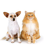 DOK 03 RK0116 08
Chihuahua and Domestic Longhair Sitting Together On White Seamless