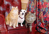 DOK 03 RK0125 16
Jack Russell Terrier and Domestic Cats