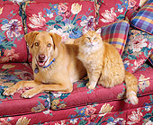 DOK 03 RK0132 05
Mixed Breed Dog And Orange Tabby Cat On Floral Couch