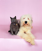 DOK 03 RK0135 01
Old English Sheepdog and British Shorthair