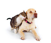 DOK 03 RK0136 11
Yellow Labrador and Domestic Cat