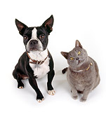 DOK 03 RK0140 03
Boston Terrier and Blue British Shorthair