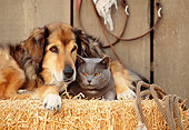DOK 03 RK0141 16
Collie Labrador Mix and Blue British Shorthair Cat Laying On Hay Bale In Barn Studio