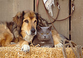 DOK 03 RK0141 17
Collie Labrador Mix and Blue British Shorthair Cat Laying On Hay Bale In Barn Studio
