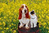 DOK 03 RK0187 08
Basset Hound And Calico Cat Sitting Together On Barrel In Yellow Flower Garden