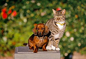 DOK 03 RK0188 03
Miniature Dachshund Smooth Coated And Gray Tabby Cat Sitting On Pedestal By Flowers