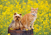 DOK 03 RK0193 04
Yorkshire Terrier And Orange Cat Sitting Together On Barrel In Yellow Flower Garden
