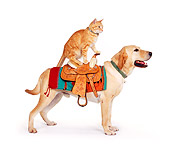 DOK 03 RK0207 05
Orange Cat Sitting On Back Of Labrador Retriever With Saddle White Seamless