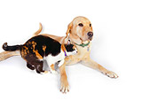 DOK 03 RK0225 01
Labrador Retriever And Calico Cat On White Seamless
