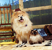 DOK 03 RS0013 01
Chow Chow Sitting On Mat With Himalayan Cat