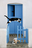 DOK 03 KH0001 01
Black And White Greek Island Cat Jumping Over Resting Mixed-Breed Dog On Porch