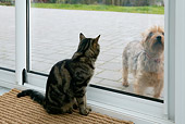 DOK 03 KH0002 01
Tabby Cat Sitting Looking Through Glass Door At Yorkshire Terrier On Patio