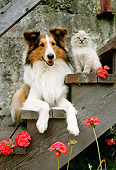 DOK 03 RC0001 01
Portrait Of Collie Laying On Step By Gray Cat And Geraniums