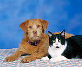 DOK 03 RK0015 04
Mixed Breed Dog Laying With Black And White Cat Studio