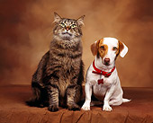 DOK 03 RK0023 01
Jack Russell Terrier And Tabby Cat Sitting Facing Camera Brown Mottled Background