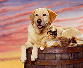 DOK 03 RK0054 06
Yellow Labrador And Calico Cat Laying On Barrel Sunset Background