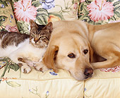 DOK 03 RK0060 03
Yellow Labrador And Gray And White Cat Laying Together On Floral Couch